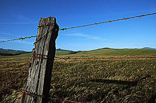 美国,加利福尼亚,牧场,陆地,靠近,刺铁丝网