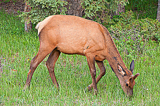 麋鹿,鹿属,放牧,土地,碧玉国家公园,艾伯塔省,加拿大