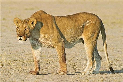 雌狮,狮子,看,捕食,博茨瓦纳,非洲
