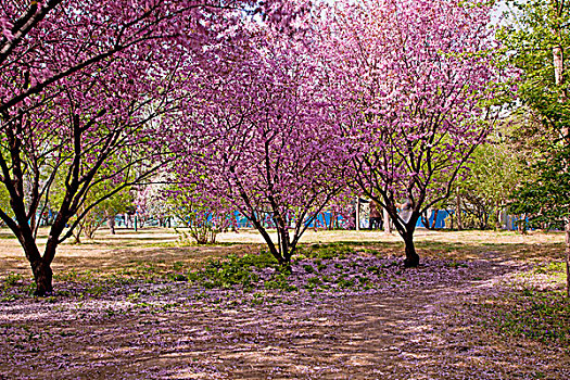 两颗盛开的樱花和满地的粉色樱花花瓣