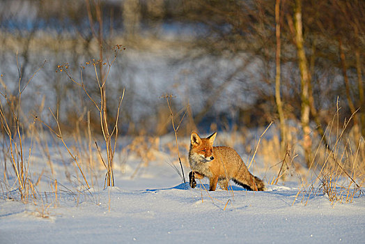 红狐,狐属,走,大雪,乡村,波希米亚风格,树林,捷克共和国,欧洲