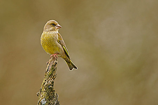 金翅雀,坐在树上,黑森州,德国,欧洲