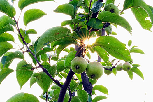 青龙湖湿地公园的青苹果