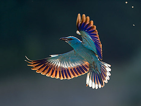 蓝胸佛法僧,飞,捕食,鸟嘴,国家公园,匈牙利,欧洲