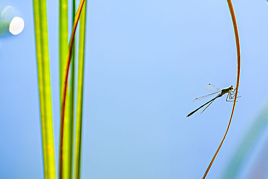 蜻蜓,草地,叶片