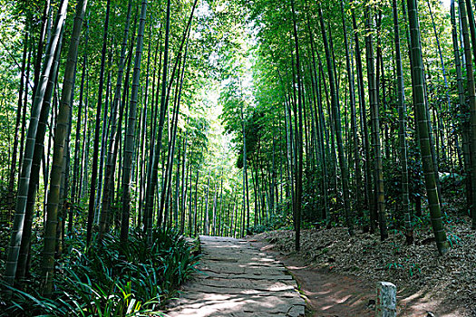 清晨,茂密竹林中石板路游道