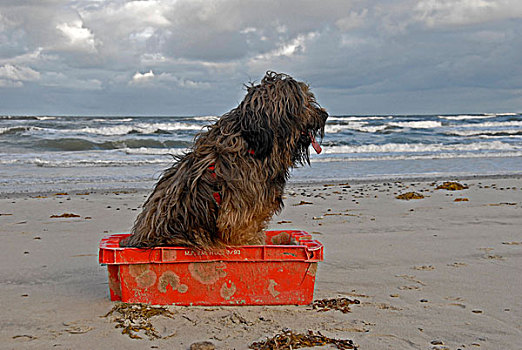 狗,坐,红色,鱼,盒子,海滩