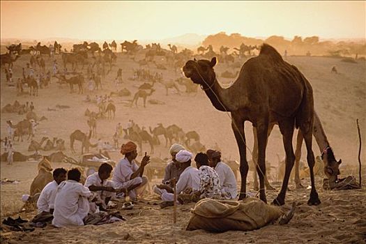 印度,拉贾斯坦邦,普什卡,骆驼,烹调,餐饭
