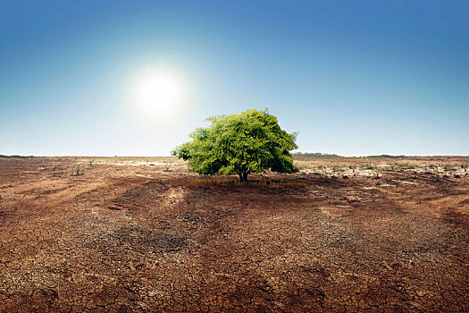 树,干燥,陆地,变化,环境