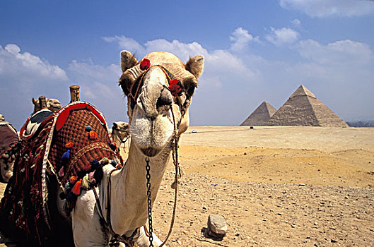 特写,骆驼,看镜头,金字塔,背景,吉萨金字塔,埃及
