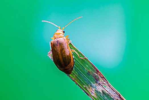 微距摄影昆虫,努力向上爬的瓢虫