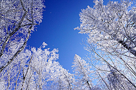 羊草山,雪乡,雪景,东北,黑龙江,牡丹江