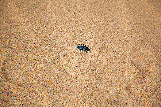 沙漠中的甲虫