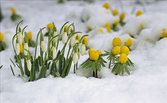 雪花莲,花,盛开,雪中,德国