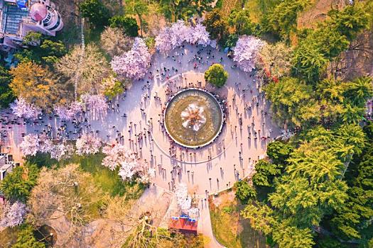 青岛中山公园樱花