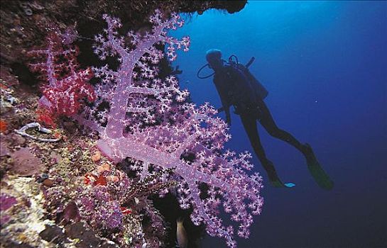 软珊瑚,所罗门群岛,太平洋,海洋动物,水下,水上运动,假日