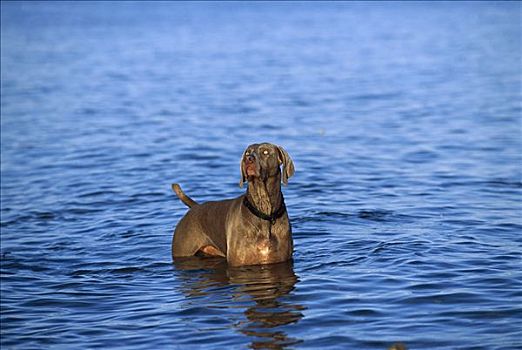 魏玛犬,狗,水中