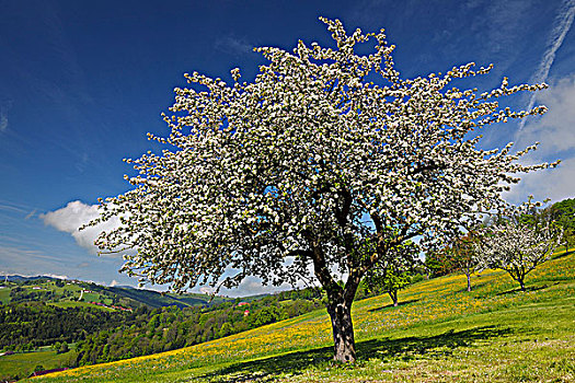 苹果树,开花,下奥地利州,奥地利
