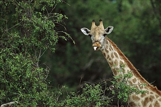 长颈鹿,看镜头,吃,奥卡万戈三角洲,博茨瓦纳