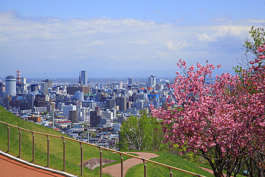 花,纪念公园,札幌