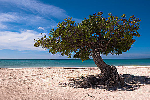 孤木,棕榈海滩,阿鲁巴,小安的列斯群岛,加勒比