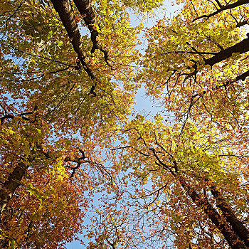 风景,树,秋叶,鲁尔区,北莱茵威斯特伐利亚,德国,欧洲