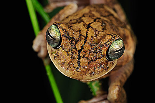 角斗士,树蛙,国家公园,哥斯达黎加