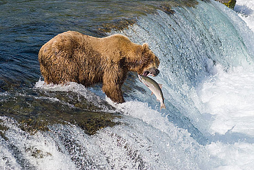 成年,棕熊,上面,溪流,瀑布,卡特麦国家公园,西南方,阿拉斯加,夏天