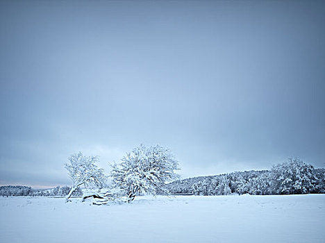 树,冬天,风景