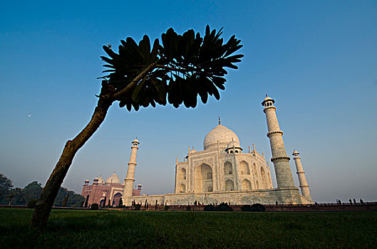 泰姬陵,世界遗产,逆光,树,北方邦,印度,亚洲