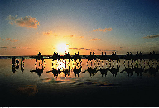 人,骑,骆驼,日落,凯布尔海滩,西澳大利亚,澳大利亚