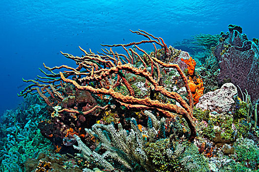 珊瑚礁,珊瑚,斜坡,繁茂,多样,彩色,海绵,小,多巴哥岛,斯佩塞德,特立尼达和多巴哥,小安的列斯群岛,加勒比海