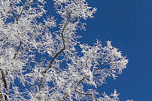 树,白色,冰冻,枝条,仰视,正面,蓝天