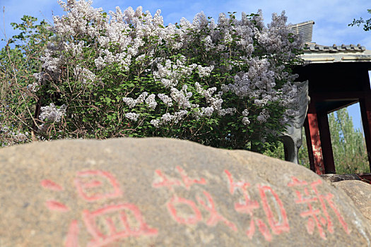 新疆哈密,丁香花怒放,满城皆香春意浓