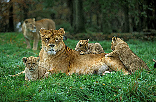 非洲狮,狮子,女性,幼兽