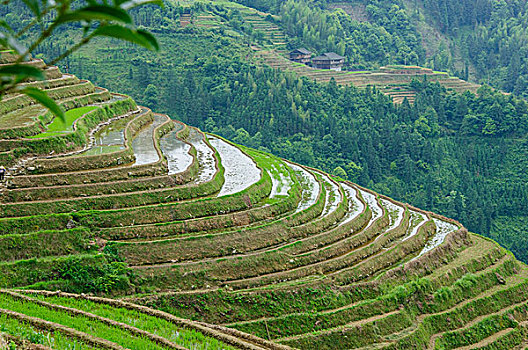 桂林梯田风光