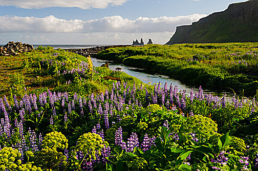 冰岛,南,河流,海滩,野花