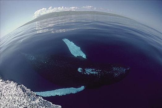驼背鲸,大翅鲸属,鲸鱼,游动,倒立,水面,夏威夷