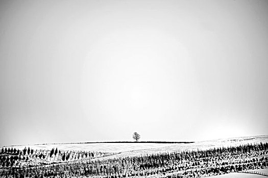 孤单,树,天际线,高处,雪景,灰色,天空,西约克郡,英国