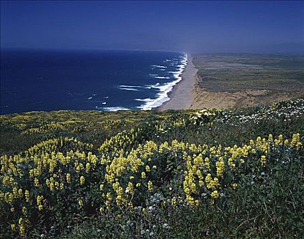 黄色,羽扇豆属植物,雷斯岬,国家海岸,加利福尼亚