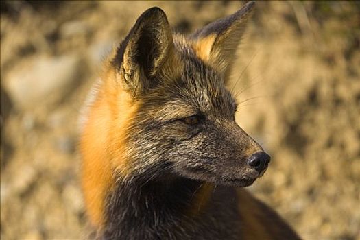 红狐,狐属,特写,警惕,快速,猎捕,啮齿类动物,彩色,秋天,苔原,德纳里峰国家公园,阿拉斯加