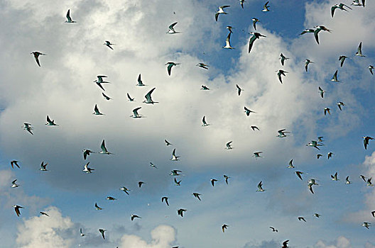 燕鸥,成群,飞,塞舌尔