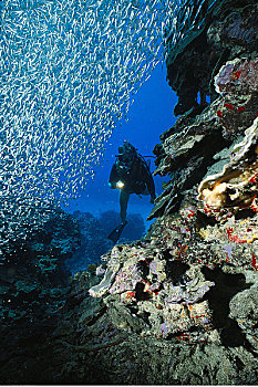 水下视角,鱼群,大开曼岛,英属西印度群岛