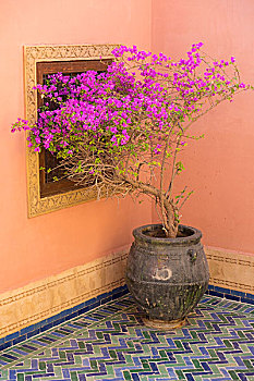 摩洛哥,玛拉喀什,叶子花属,紫色,容器,靠近,秋葵,彩色,墙壁,地砖