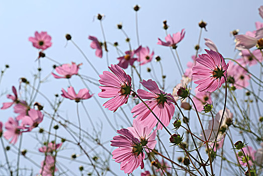 花,波斯菊