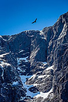 秃鹫,飞跃,山顶,安迪斯山脉,纳韦尔瓦皮,国家公园,阿根廷