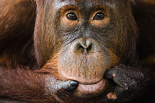 猩猩,黑猩猩,休息,迎面,手,檀中埠廷国立公园,印度尼西亚