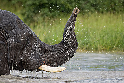 博茨瓦纳,乔贝国家公园,大象,非洲象,玩,水池,萨维提,湿地,下雨,季节