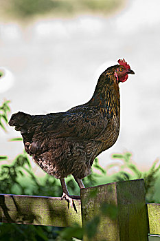鸡,红原鸡,站立,栅栏,诺森伯兰郡,英格兰