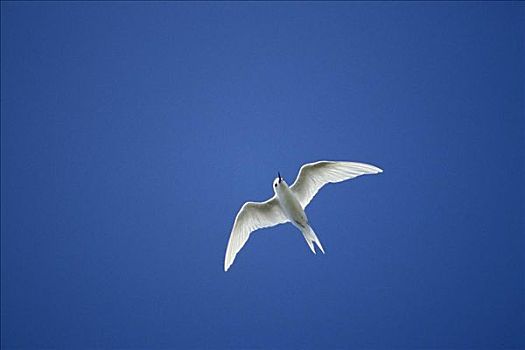 密克罗尼西亚,马绍尔群岛,普通,白燕鸥,飞行